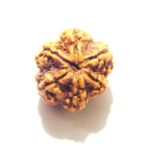 6 Mukhi Nepali Rudraksha