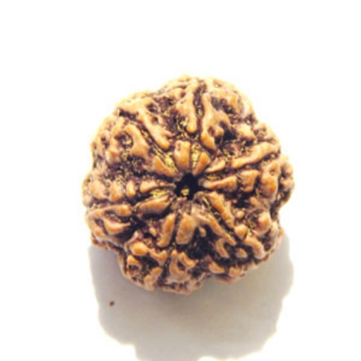 6 Mukhi Nepali Rudraksha