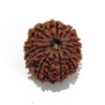 12 Mukhi Nepali Rudraksha