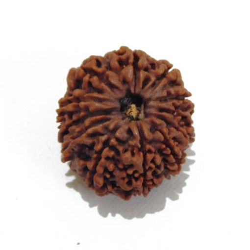 12 Mukhi Nepali Rudraksha