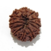 12 Mukhi Nepali Rudraksha