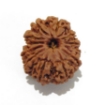 12 Mukhi Nepali Rudraksha