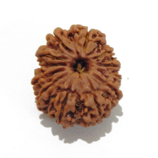 12 Mukhi Nepali Rudraksha