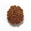 12 Mukhi Nepali Rudraksha