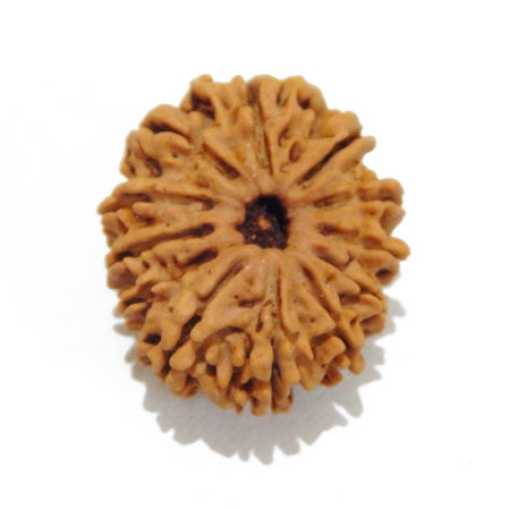 12 Mukhi Nepali Rudraksha