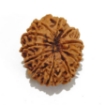 12 Mukhi Nepali Rudraksha