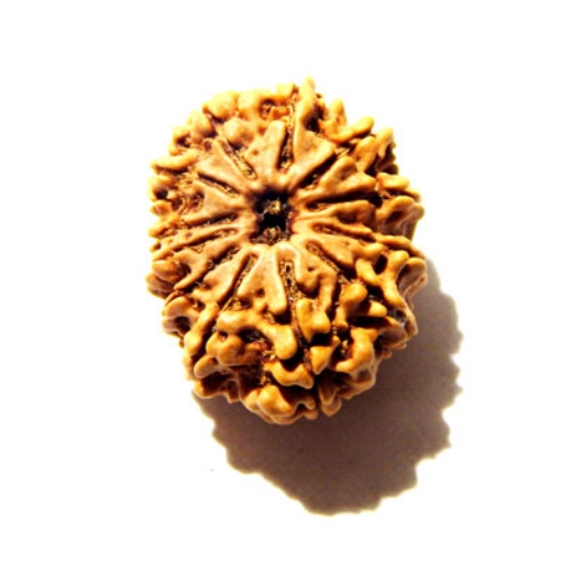 12 Mukhi Nepali Rudraksha