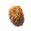 12 Mukhi Nepali Rudraksha