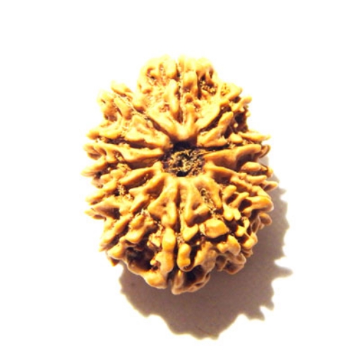 12 Mukhi Nepali Rudraksha