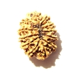 12 Mukhi Nepali Rudraksha