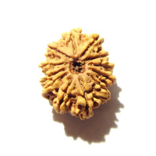 12 Mukhi Nepali Rudraksha