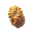 12 Mukhi Nepali Rudraksha