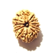 12 Mukhi Nepali Rudraksha