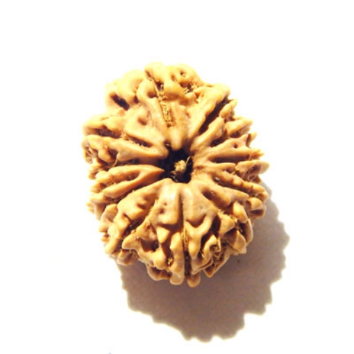 12 Mukhi Nepali Rudraksha