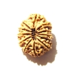 12 Mukhi Nepali Rudraksha