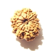 12 Mukhi Nepali Rudraksha