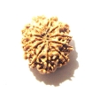 12 Mukhi Nepali Rudraksha