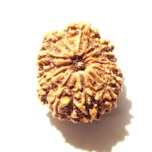 12 Mukhi Nepali Rudraksha