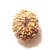 12 Mukhi Nepali Rudraksha