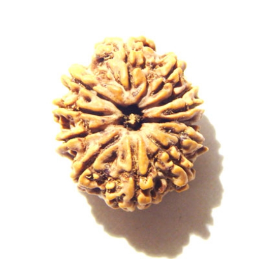 12 Mukhi Nepali Rudraksha