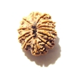 12 Mukhi Nepali Rudraksha