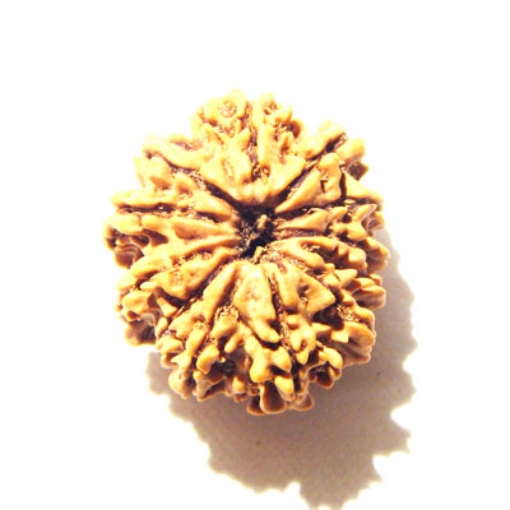 12 Mukhi Nepali Rudraksha