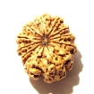 12 Mukhi Nepali Rudraksha