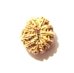 12 Mukhi Nepali Rudraksha