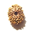 12 Mukhi Nepali Rudraksha