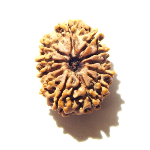 12 Mukhi Nepali Rudraksha