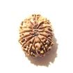 12 Mukhi Nepali Rudraksha