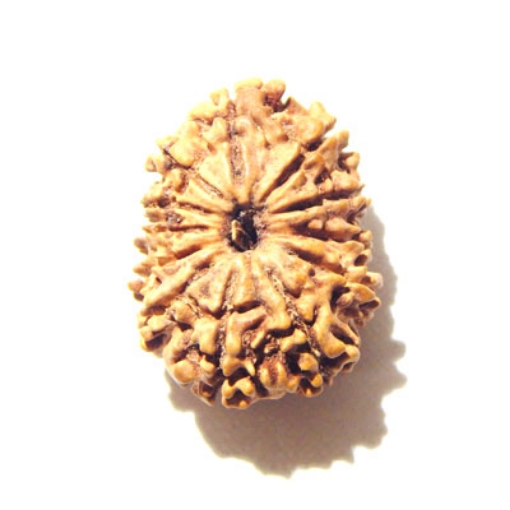 12 Mukhi Nepali Rudraksha