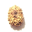 12 Mukhi Nepali Rudraksha