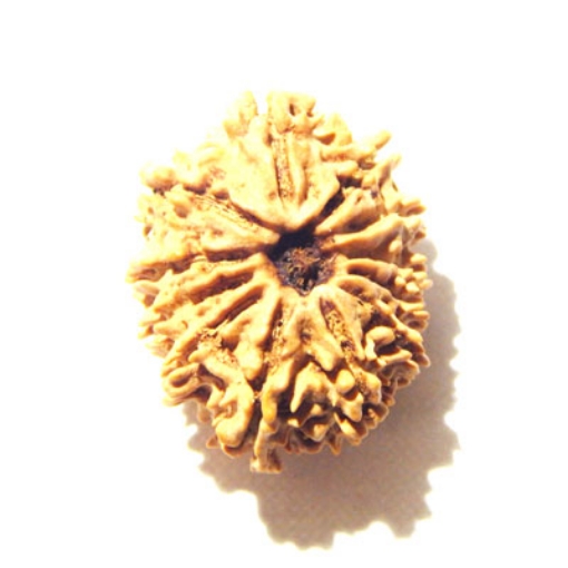 12 Mukhi Nepali Rudraksha