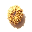 12 Mukhi Nepali Rudraksha