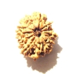 12 Mukhi Nepali Rudraksha