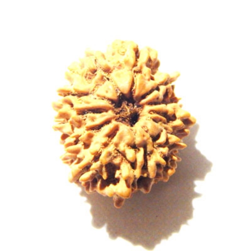 12 Mukhi Nepali Rudraksha