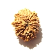 12 Mukhi Nepali Rudraksha