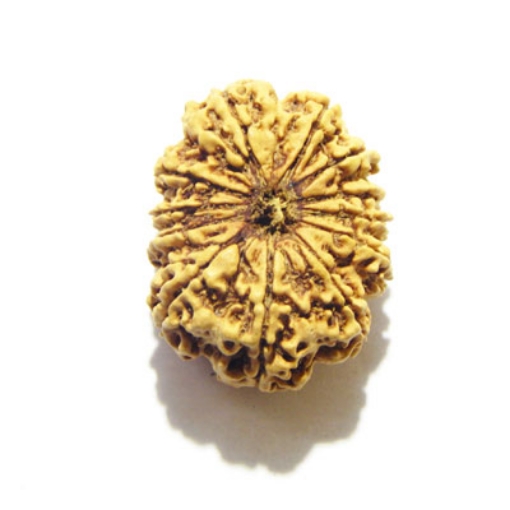 12 Mukhi Nepali Rudraksha