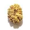 12 Mukhi Nepali Rudraksha