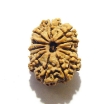 12 Mukhi Nepali Rudraksha