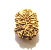 12 Mukhi Nepali Rudraksha