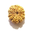 12 Mukhi Nepali Rudraksha