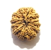 12 Mukhi Nepali Rudraksha