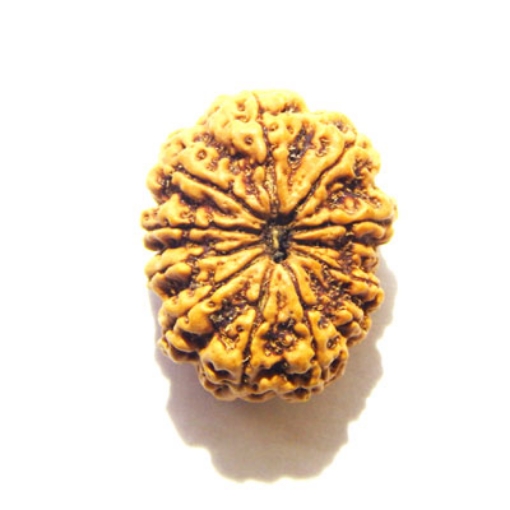 12 Mukhi Nepali Rudraksha