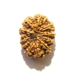 12 Mukhi Nepali Rudraksha