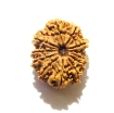 12 Mukhi Nepali Rudraksha