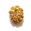 12 Mukhi Nepali Rudraksha