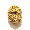 12 Mukhi Nepali Rudraksha