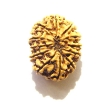 12 Mukhi Nepali Rudraksha